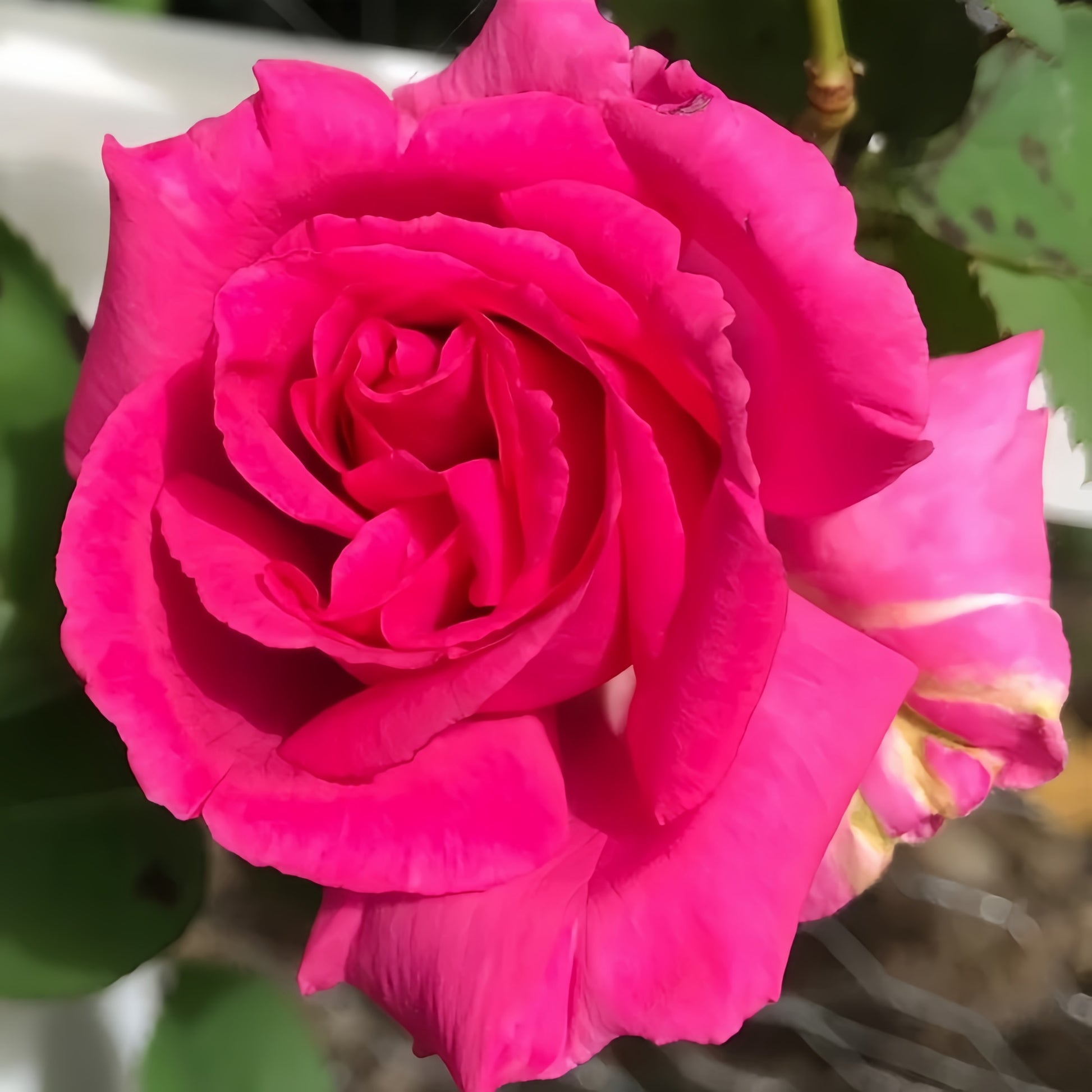 Zéphirine Drouhin thornless climbing rose with bright cherry-pink blooms and sweet fragrance