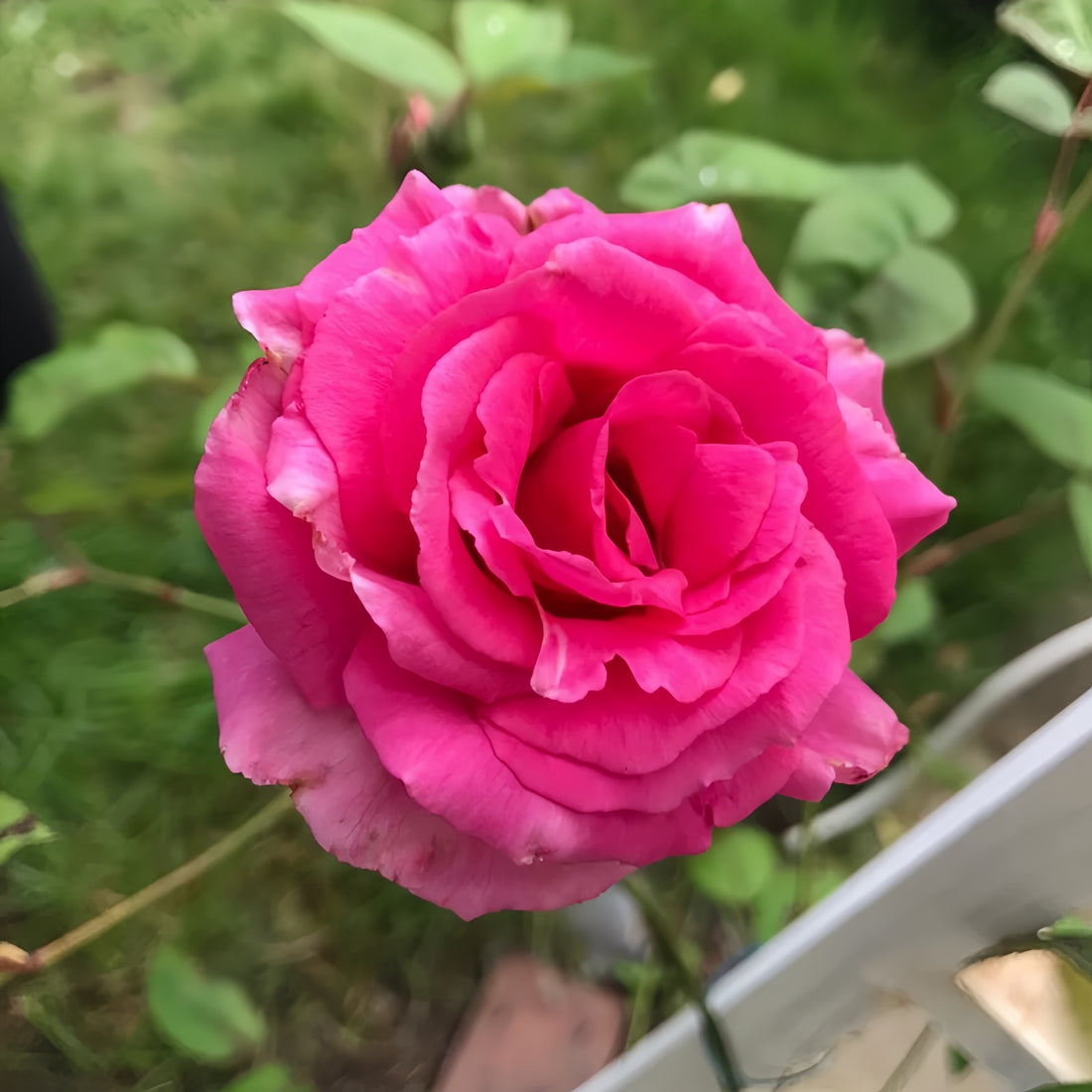 Zéphirine Drouhin thornless climbing rose with bright cherry-pink blooms and sweet fragrance
