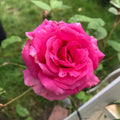 Zéphirine Drouhin thornless climbing rose with bright cherry-pink blooms and sweet fragrance