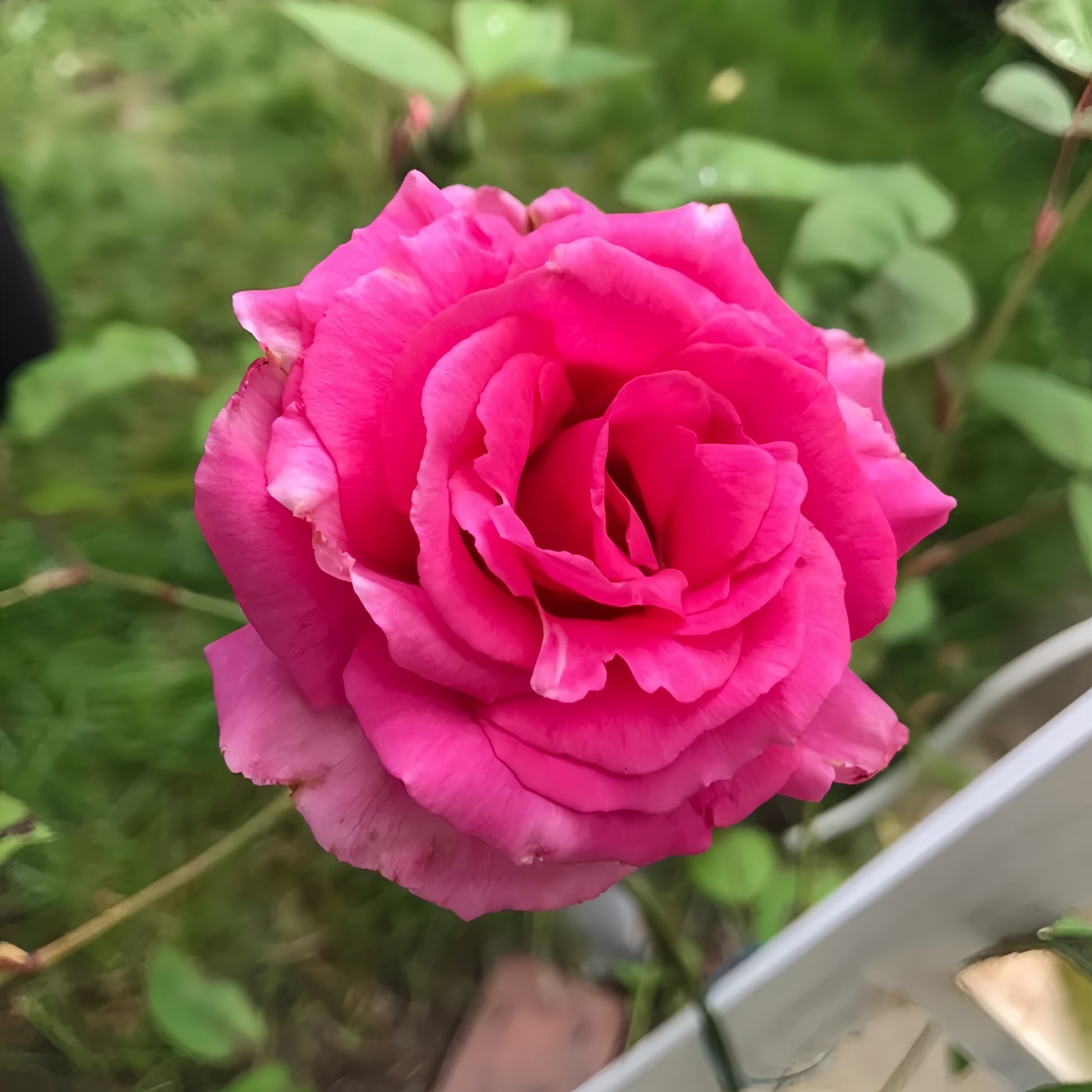 Zéphirine Drouhin thornless climbing rose with bright cherry-pink blooms and sweet fragrance