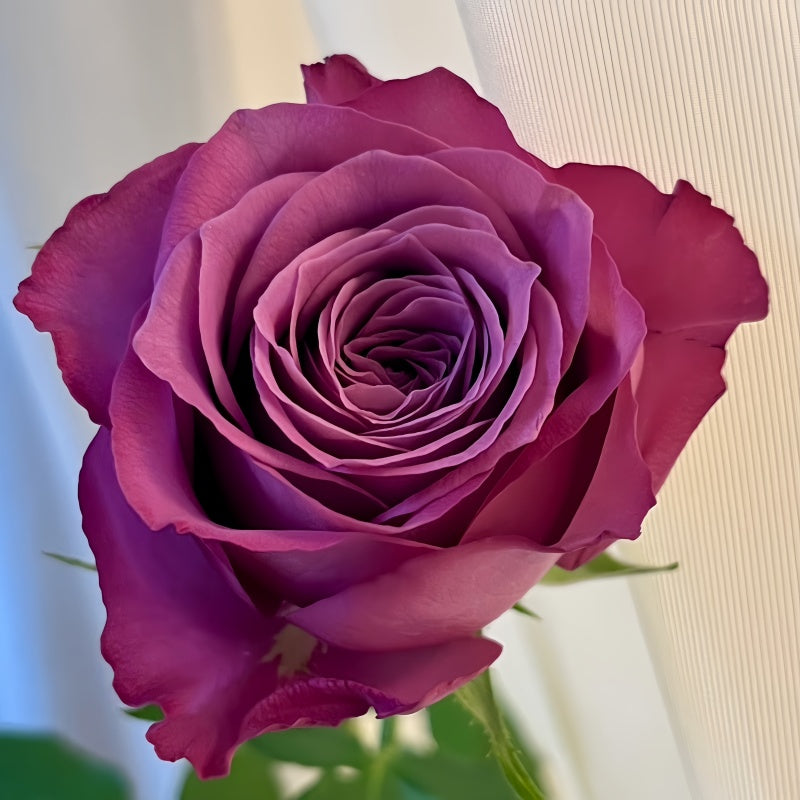 Ziyang Purple Rose