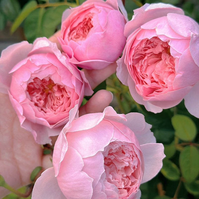 The Alnwick Rose
