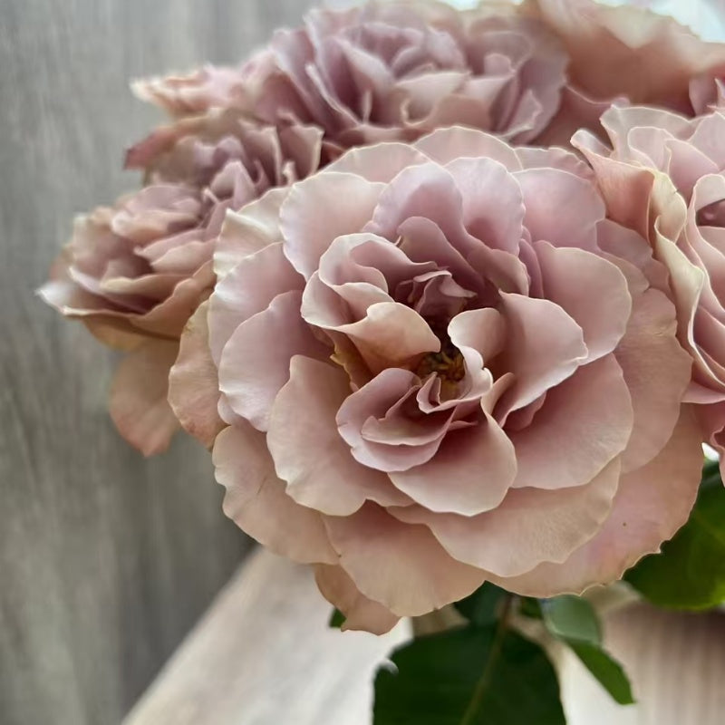 Caffe Latte Rose