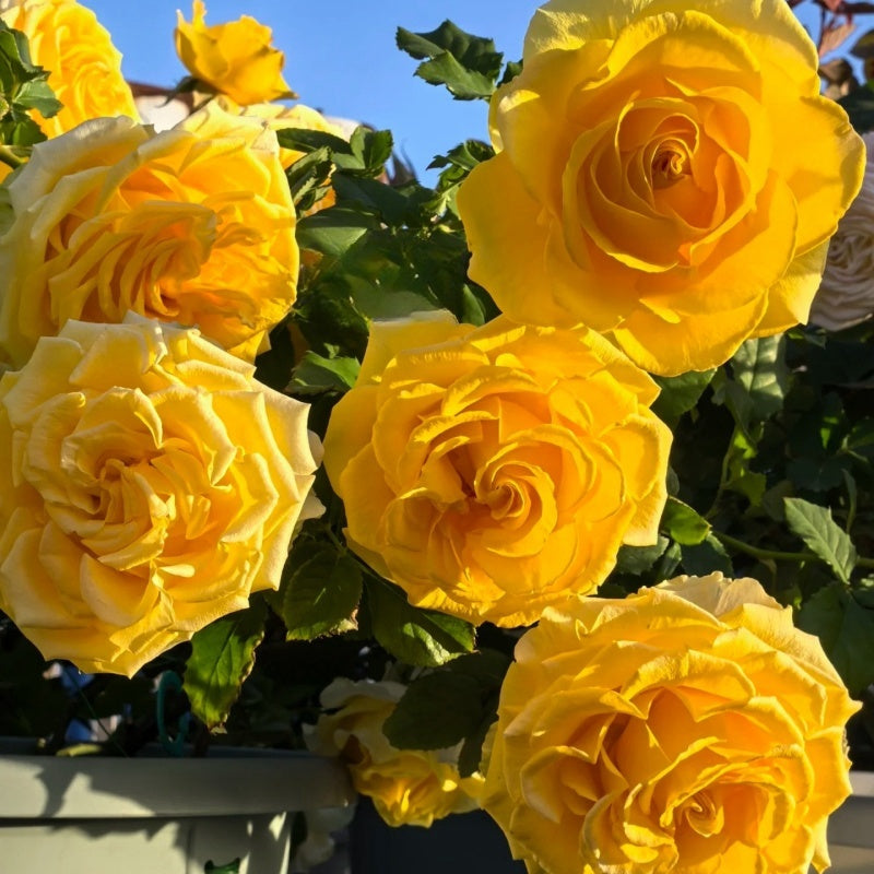 Shell Roses Plant shell Rose – Elegant Garden Rose – Fast-growing-Plant