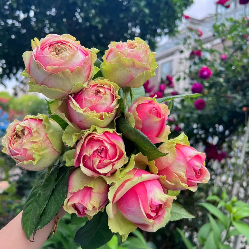 Pitahaya Rose
