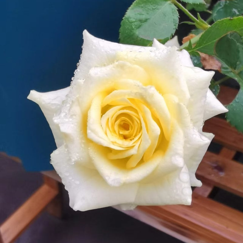 Rose Terraz Gemini