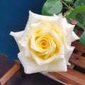 Rose Terraz Gemini
