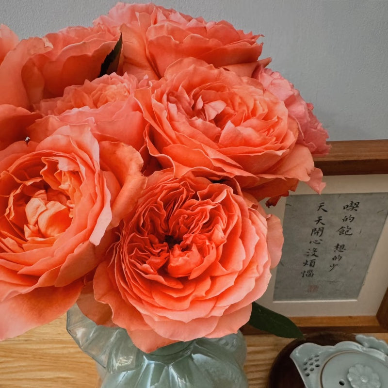 Candy X-Pression Rose