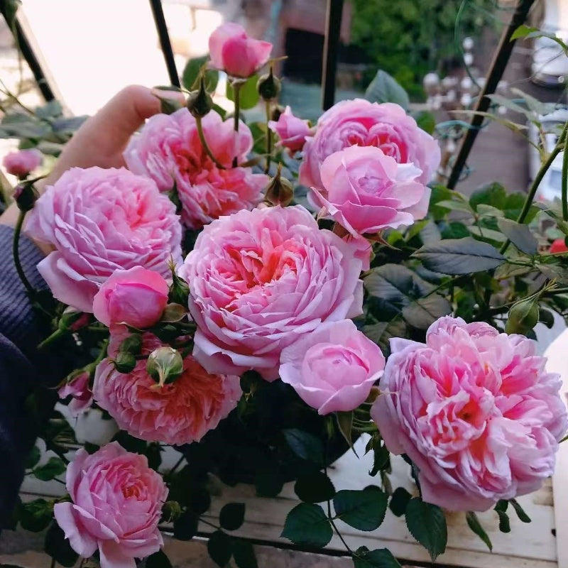 Villa Muze Rose