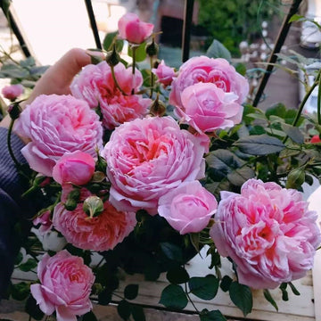 Villa Muze Rose