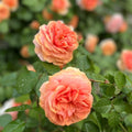 Chippendale Rose