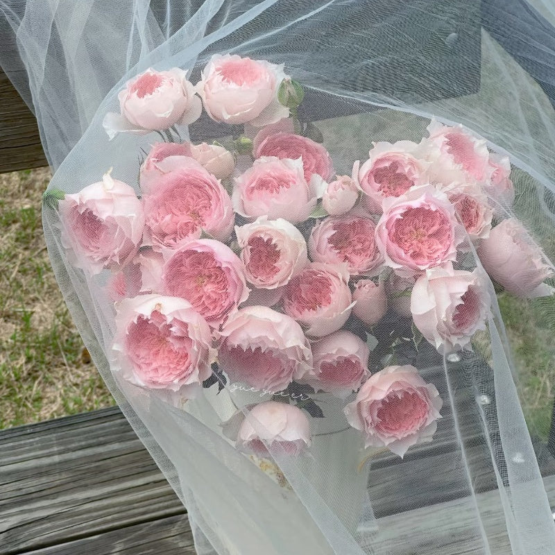 Monique Darve Rose