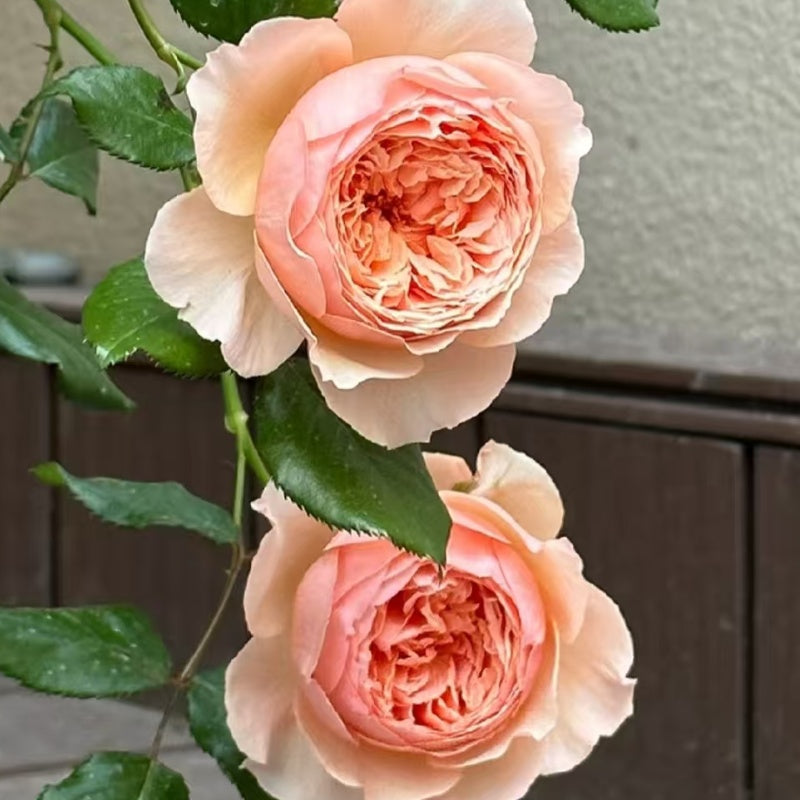 Masora Rose