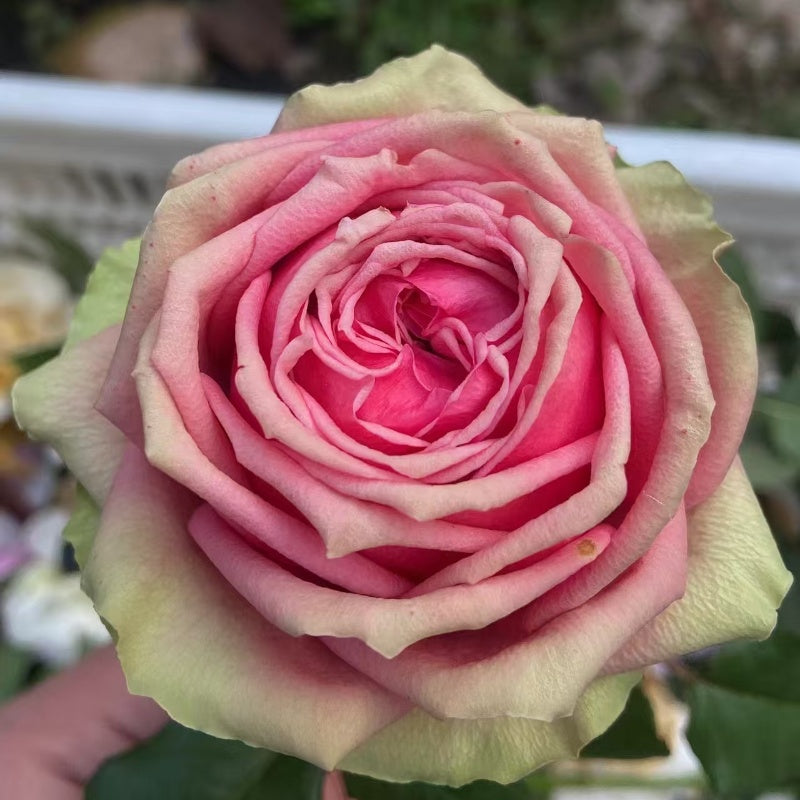 Pitahaya Rose
