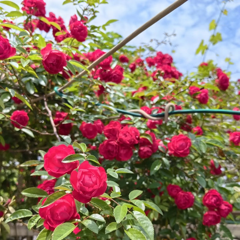 Red Perfumed Roses Red Wood Fragrance Rose – Elegant Garden Rose – Fast-growing-Plant