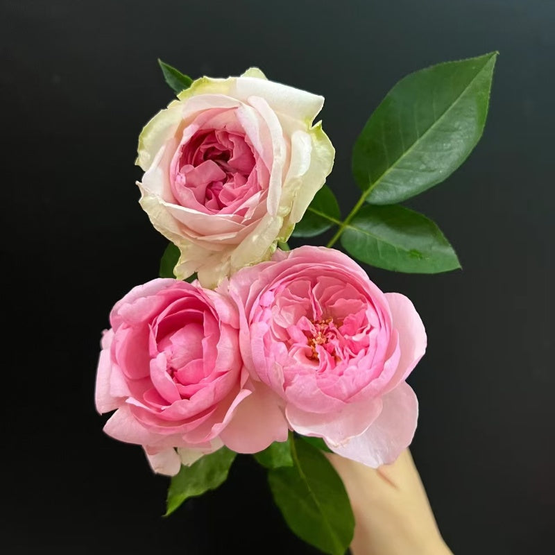 Yves Sion Rose