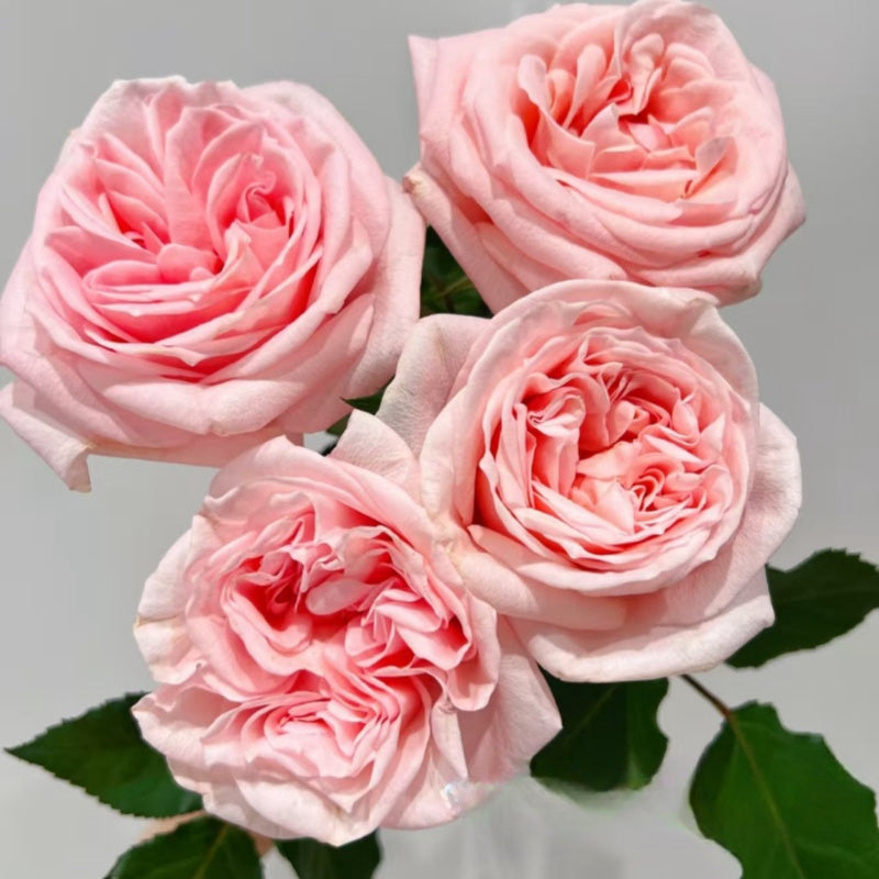 Premier D’amour Rose