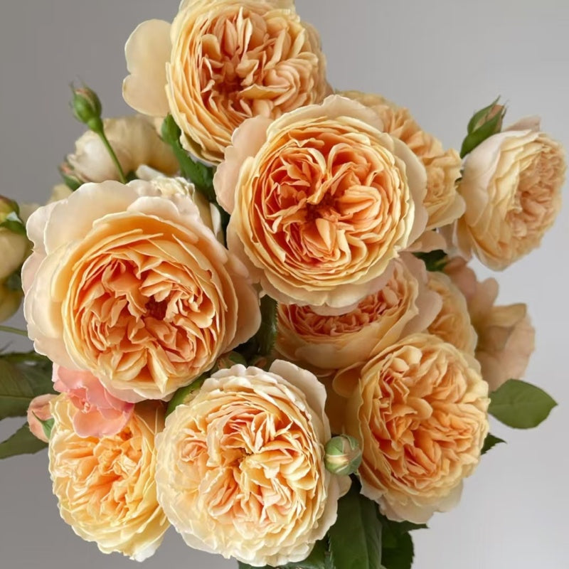 Crown Princess Margareta Rose