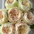 Victorian Dream Rose