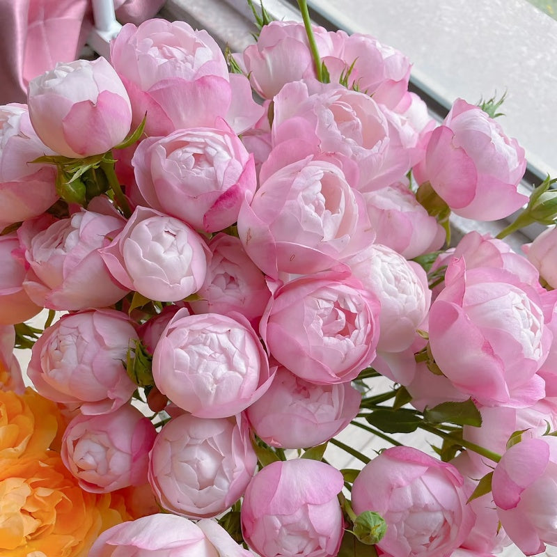Strawberry Macaron Rose