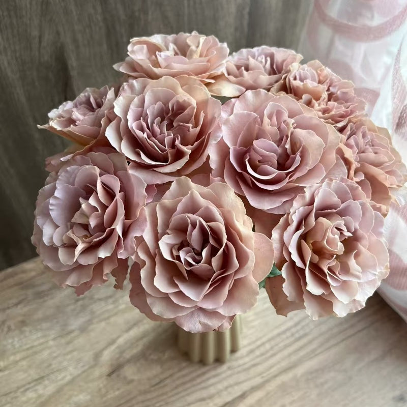 Coffe Latte Roses Caffe Latte Rose – Elegant Garden Rose – Fast-growing-Plant