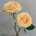 Peach Avalanche Rose