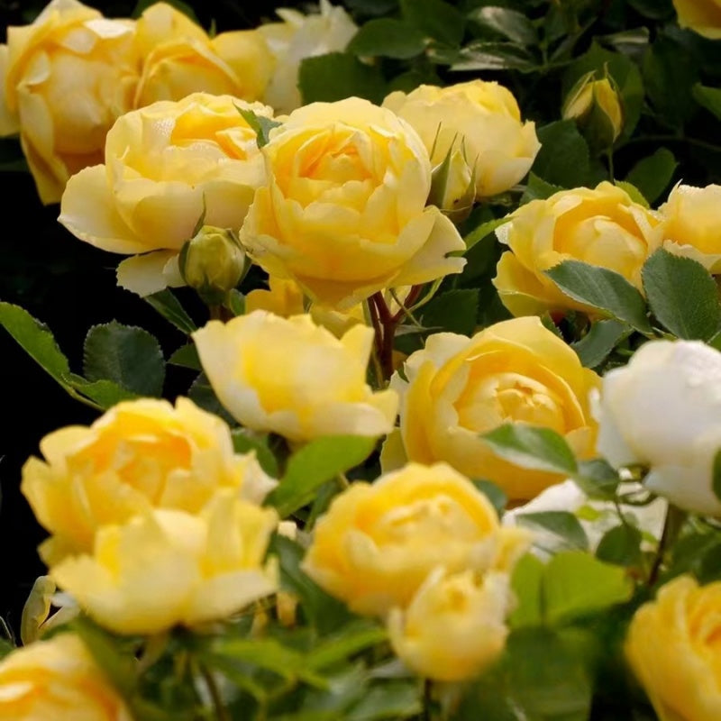 Canary Bird Rose
