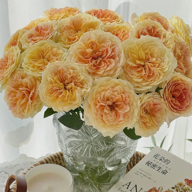 Freelander Rose Caramel Antike Freelander Rose – Fast-growing-Plant