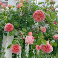 Abraham Darby Rose