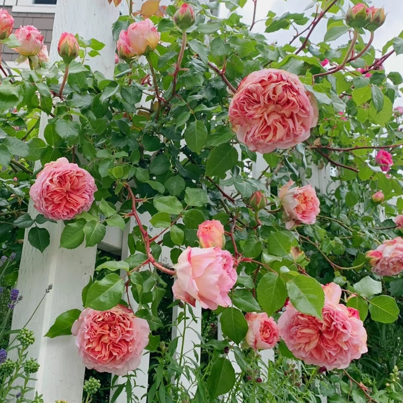 Abraham Darby Rose
