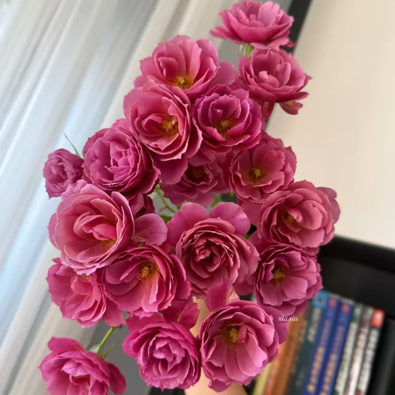 Aoi Rose