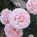 LavenderFlowerCircus Rose