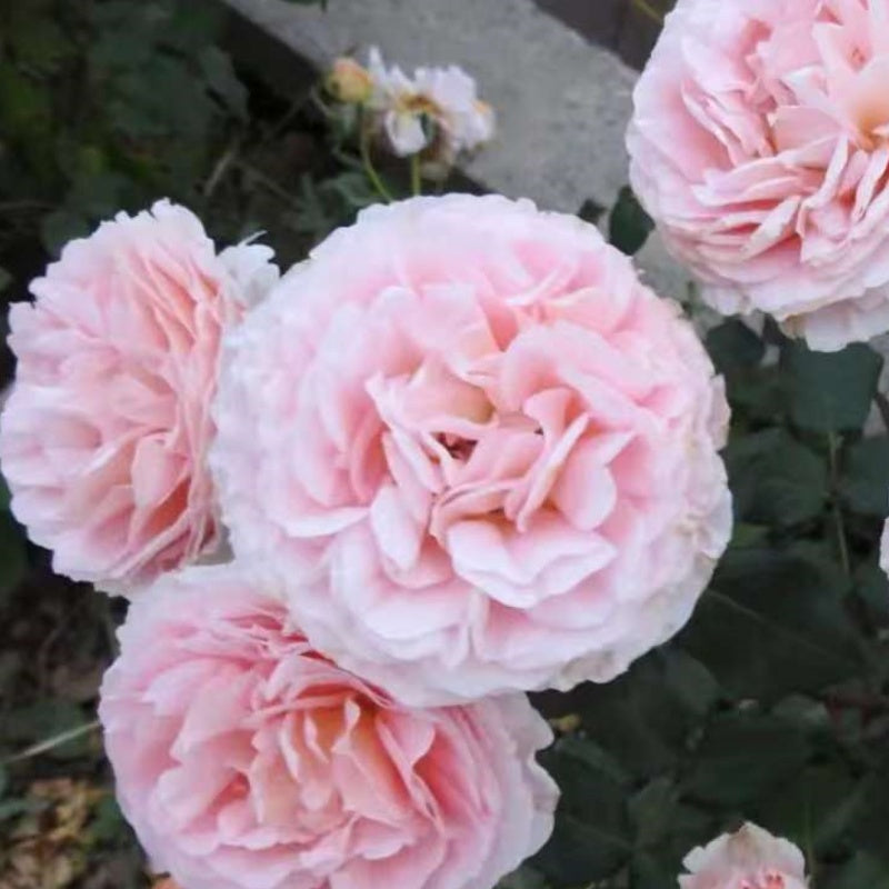 LavenderFlowerCircus Rose