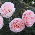 LavenderFlowerCircus Rose