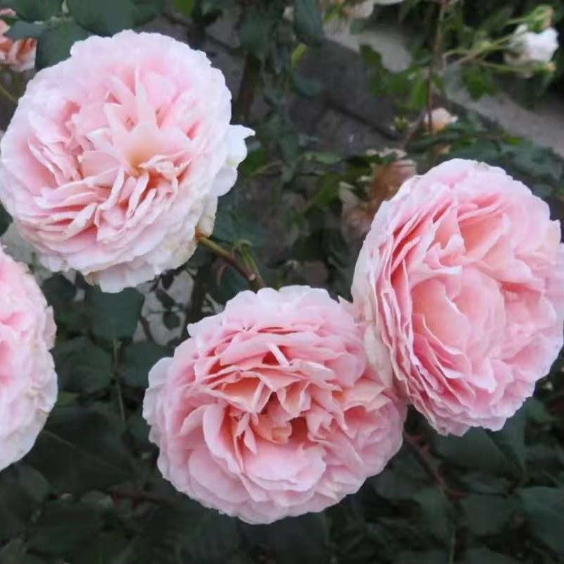 LavenderFlowerCircus Rose