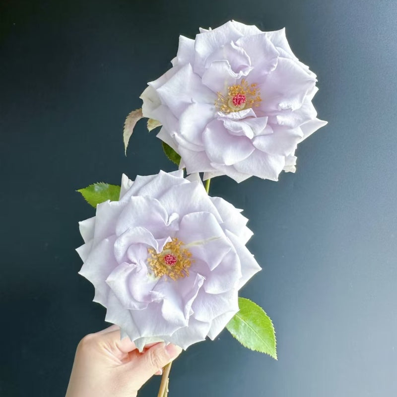 Star Prince Rose 