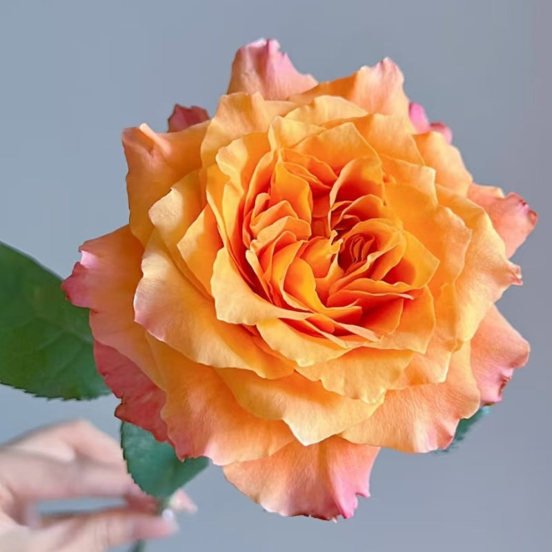 Close-up of Free Spirit Rose with vibrant orange and coral tones transitioning to soft pink petals