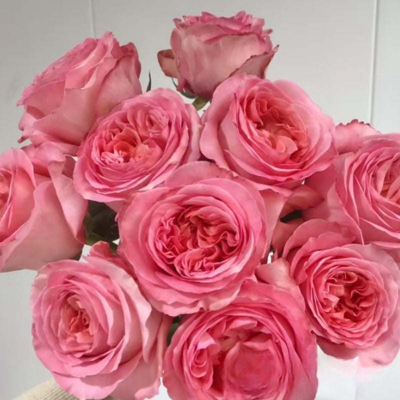 Pink X-pression Rose