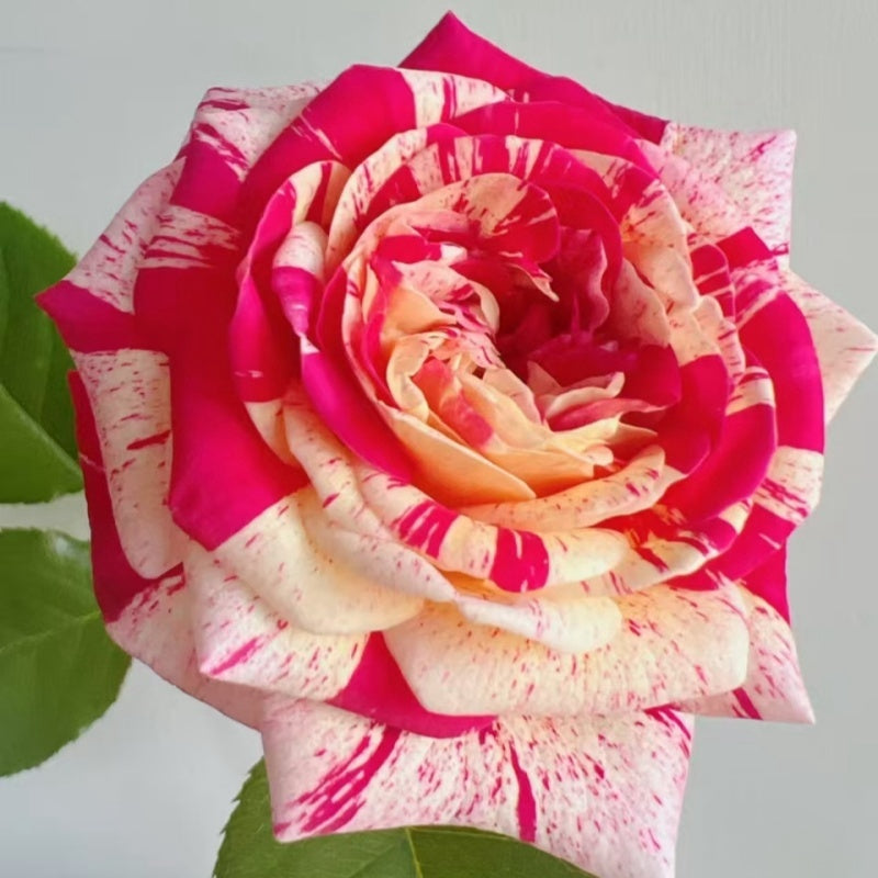 All American Magic Rose