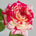 All American Magic Rose