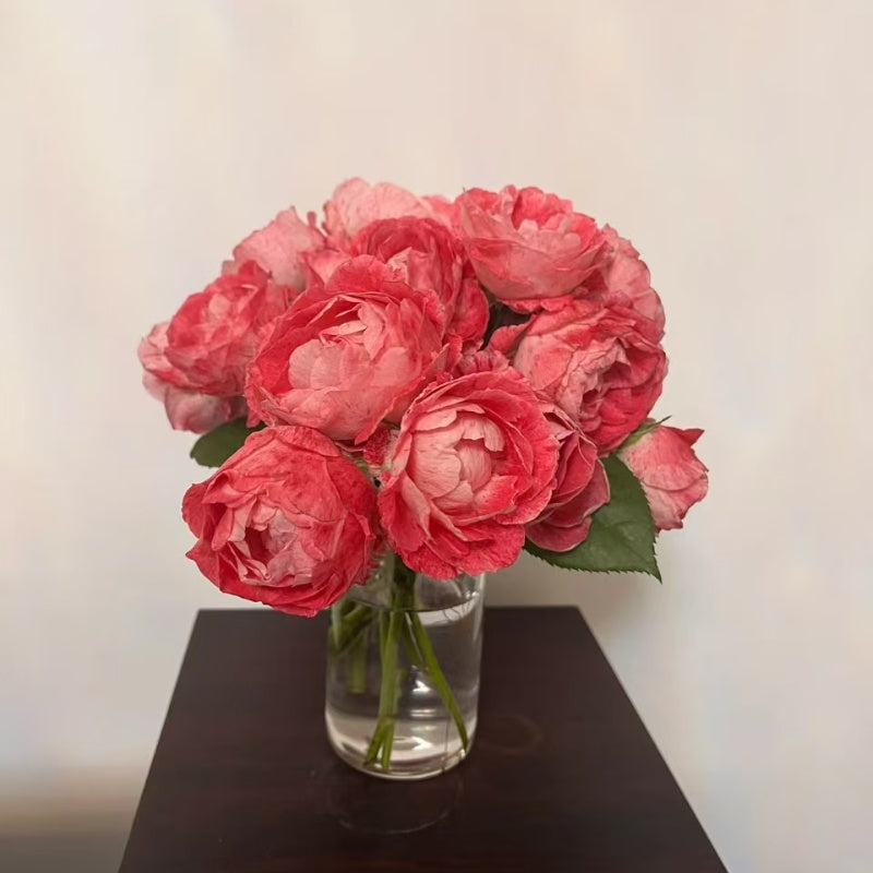 Lady Candle Rose