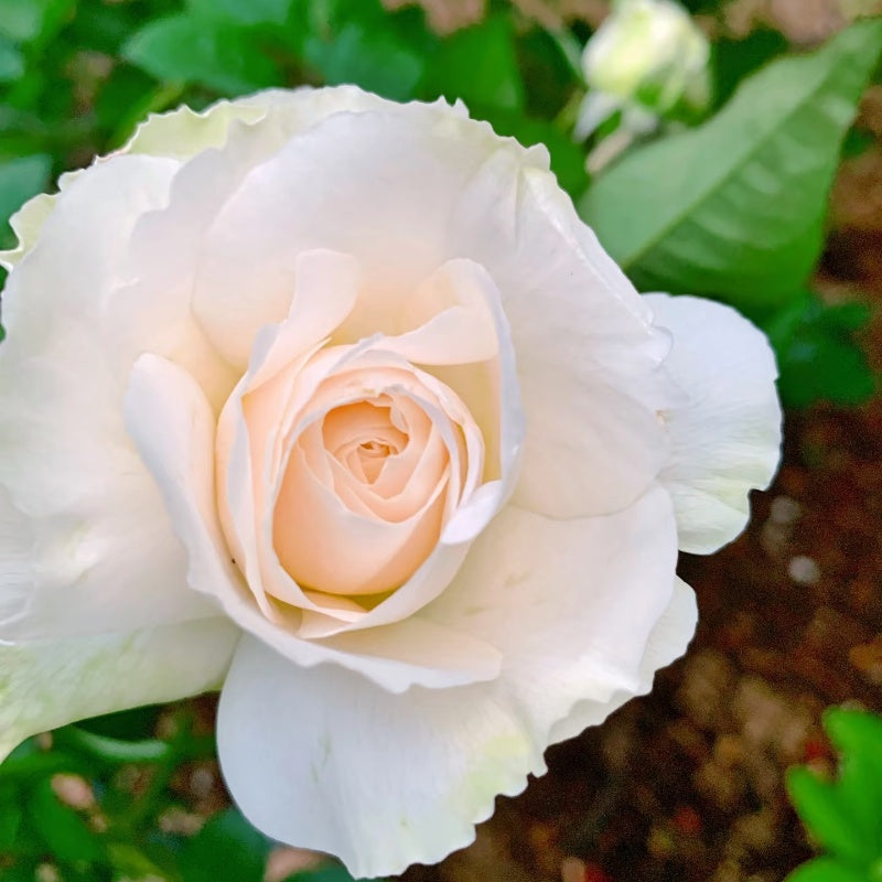 Purity Rose
