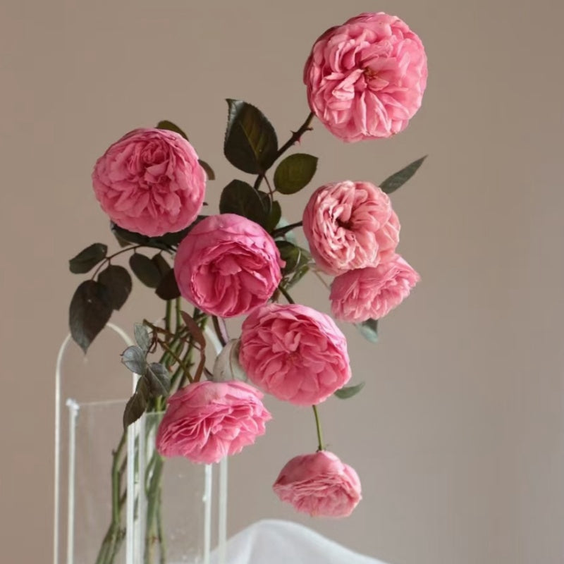 Happy Piano Rose