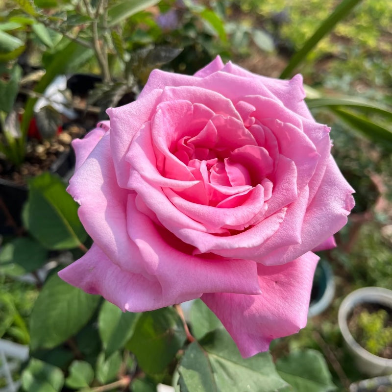 Momoka Rose