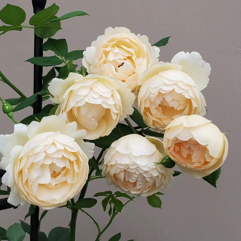 Wollerton Old Hall Rose