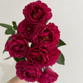 Ligare 230 Rose
