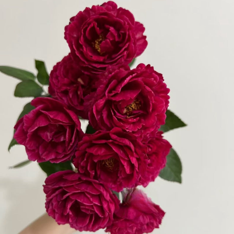 Ligare 230 Rose