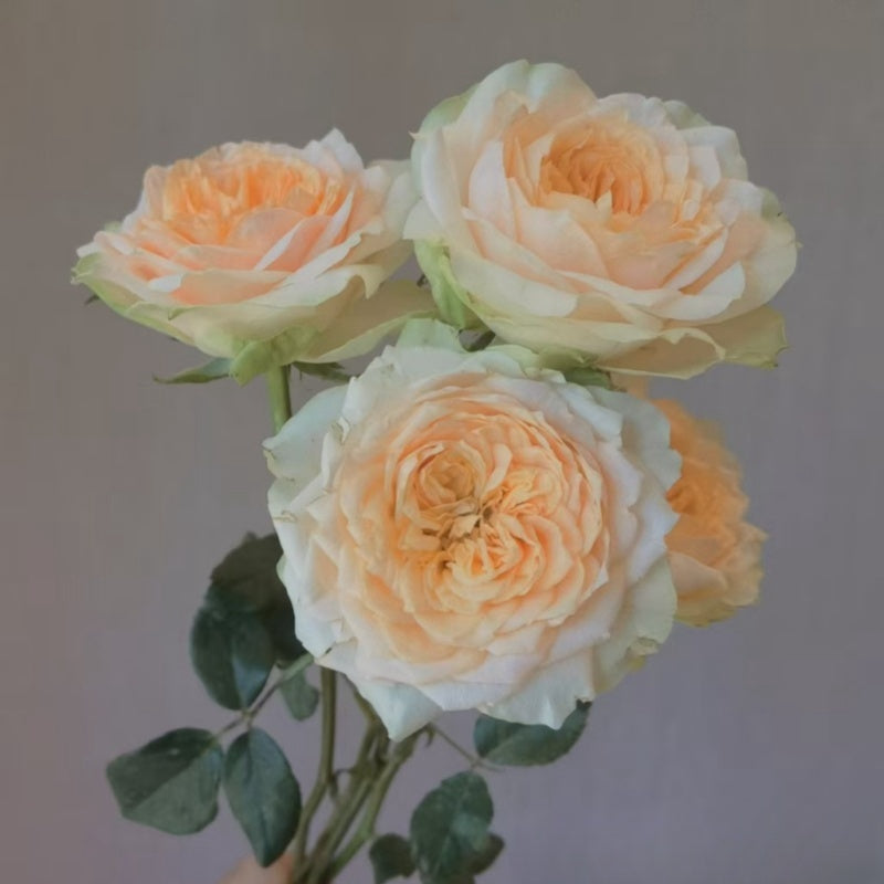 Gravity Rose