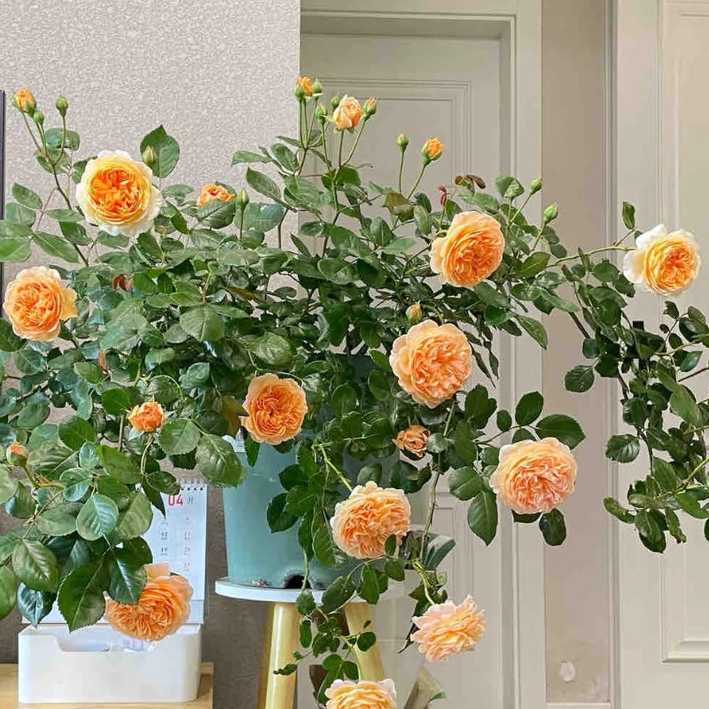 Crown Princess Margareta Rose