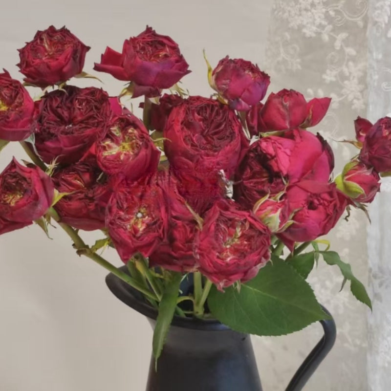 Frozen Summerhouse Rose